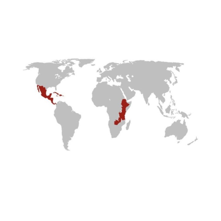 Lavazza Cream and Aroma