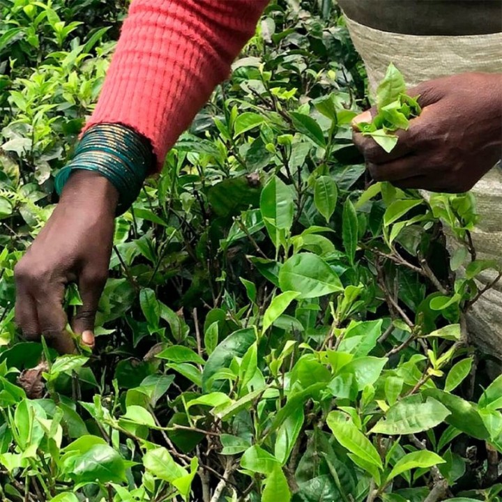 Kusmi Earl Grey Intense Organic 100g